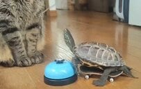 大好きな猫に近づきたい亀の奮闘！慌てて追いかけた後に起きたハプニングに笑ってしまう