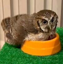 【小さすぎるプールとフクロウ】体はピッタリ収まるけれど顔が突っ込めない！？困り続ける姿が健気で可愛い