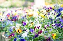 【ガーデニング】秋冬の寄せ植えは〈パンジー＆ビオラ〉が素敵！オススメ組み合わせ3選