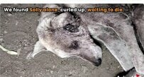 「もう独りじゃないよ」疥癬で毛を失い衰弱していた老犬、大勢の手に支えられて取り戻した笑顔に反響