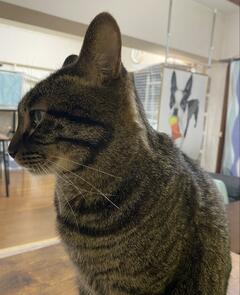 初めて発見した「猫の身体にあった文字」に感動　「忘れてないよって感じ、泣ける」