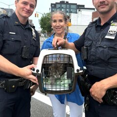 車のエンジンルームに侵入した「小さな子猫」を緊急レスキュー　無邪気に遊ぶ「現在の姿」にホッとする