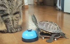 大好きな猫に近づきたい亀の奮闘！慌てて追いかけた後に起きたハプニングに笑ってしまう