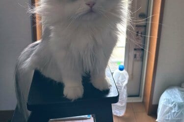 え…僕下手だったん」2.9万バズ 衝撃の事実に気づいた猫が… SNSで人気の