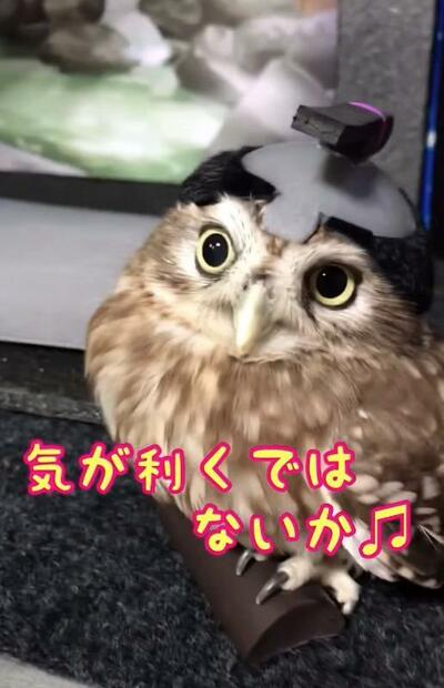 投稿動画のワンシーン