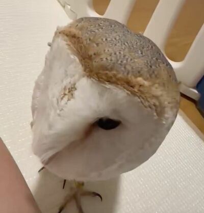 投稿動画のワンシーン