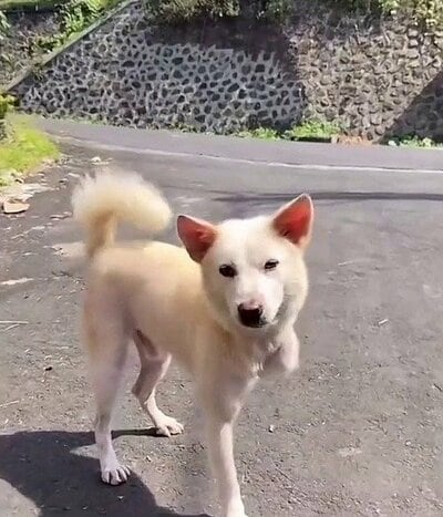 元気に歩み寄る現在のボボ