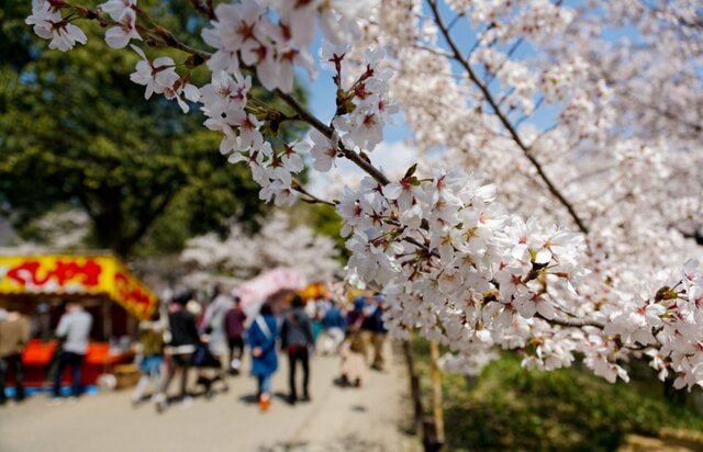 青森県・弘前の祭り会場にある「来訪者の地図」に釘付け　ピンクのシールに注目集まる