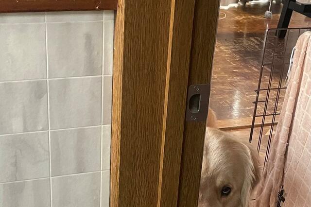 外出準備をしていたら…「監視する犬」の表情に笑ってしまう！ペットは買う？保護する？譲ってもらう？
