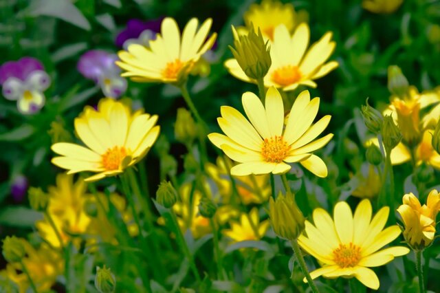 晩秋～春ずっと咲く【寒さに強い花】一年草・多年草・低木10選！春まで植えっぱなしで華やか
