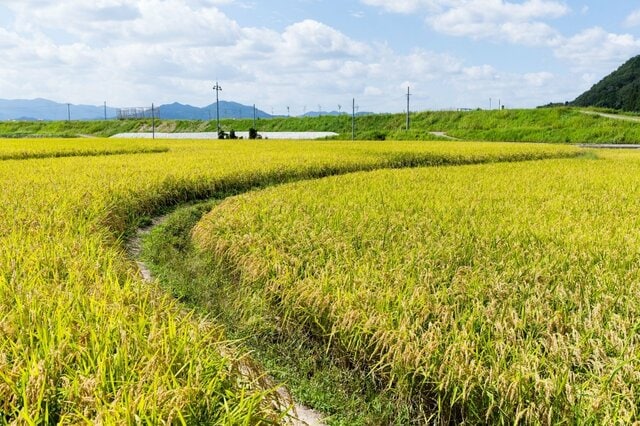 きれいな菜の花だと思ったら「まさかの野菜」で思わず二度見　「初めて見た」「え？違うの？」