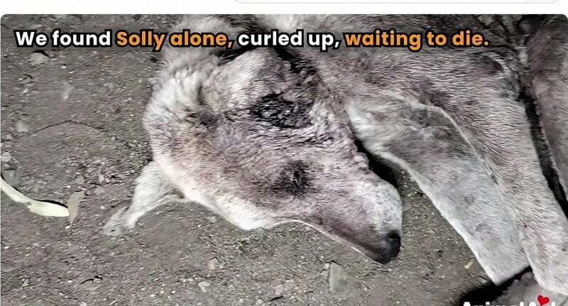 「もう独りじゃないよ」疥癬で毛を失い衰弱していた老犬、大勢の手に支えられて取り戻した笑顔に反響