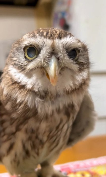 出所：@cr8673.hiro