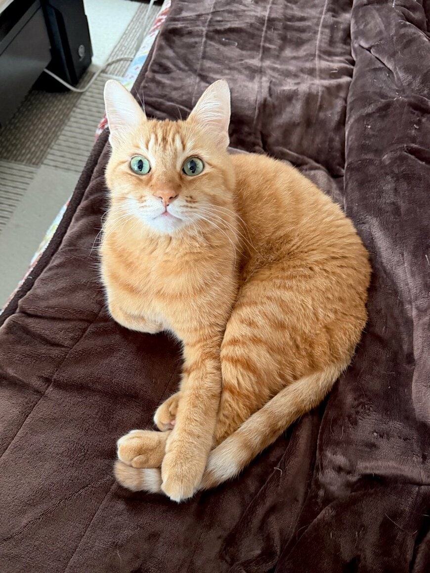 出所：@Adonis_Beginner