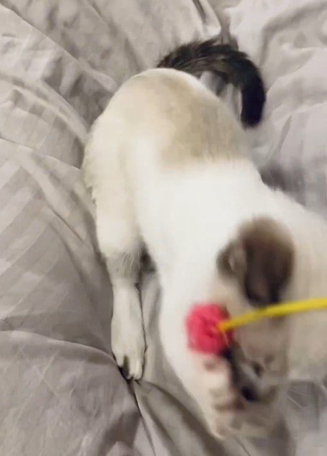 出所：@piennekomint