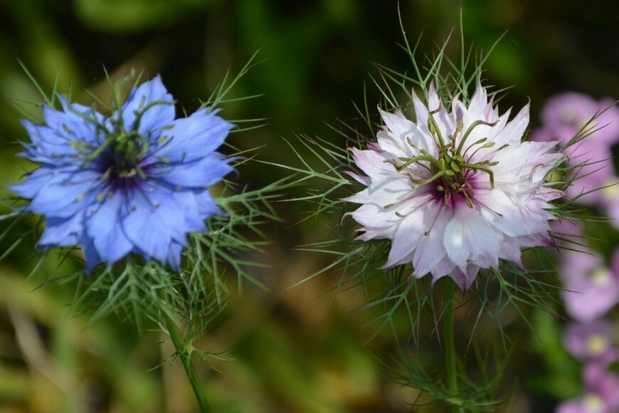 Atsuko Hashimoto/istockphoto.com