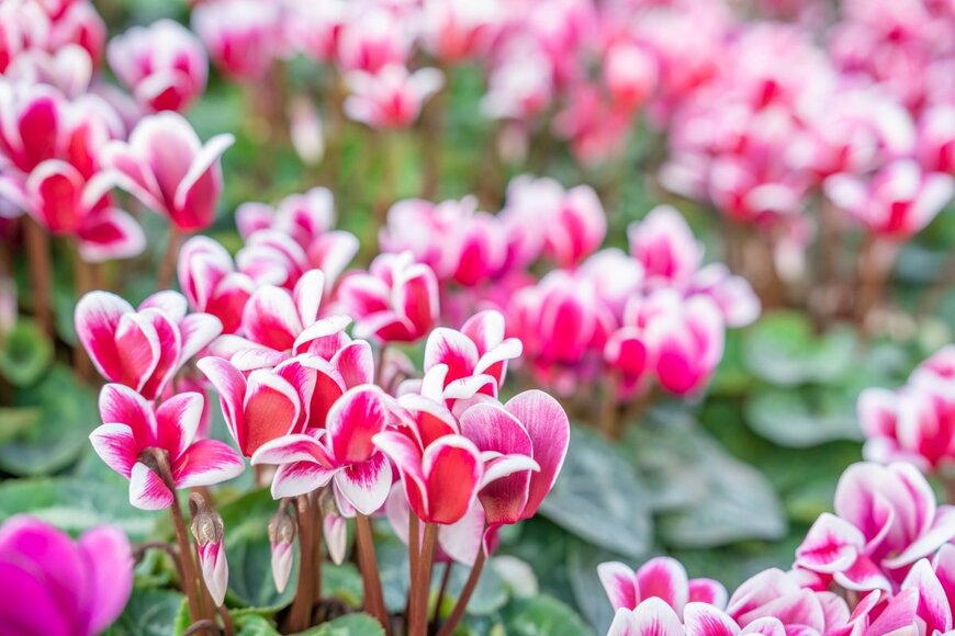 PENpics Studio/shutterstock.com