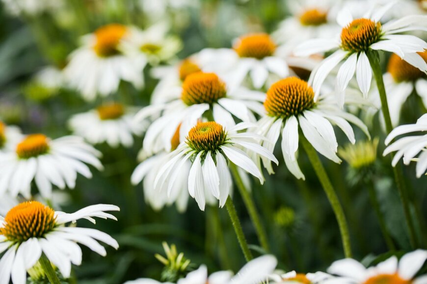 ileana_bt/shutterstock.com