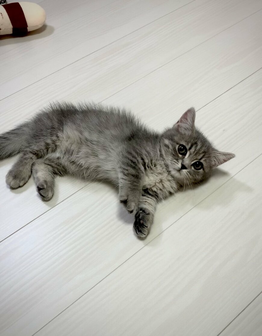 きゅるんとした瞳の子猫さん　4年後の思わぬ成長ぶりに「今とは違う猫だ…！」「可愛い」