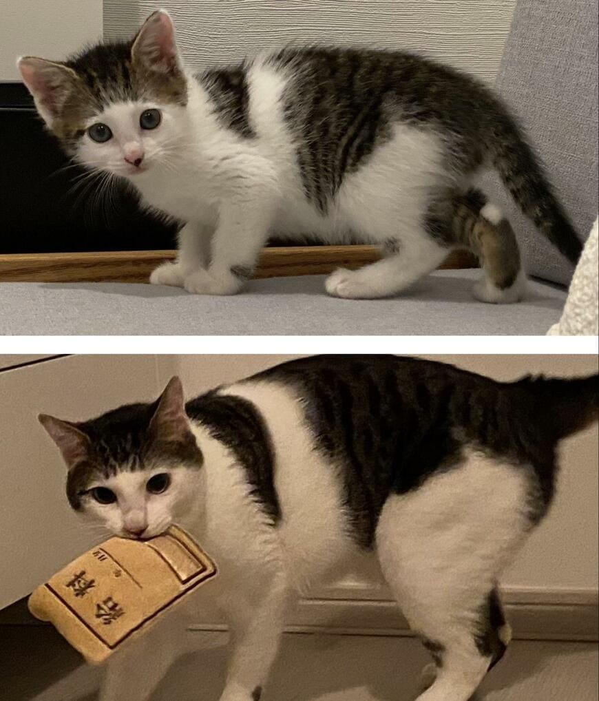 出所：@Saeroyi_cat