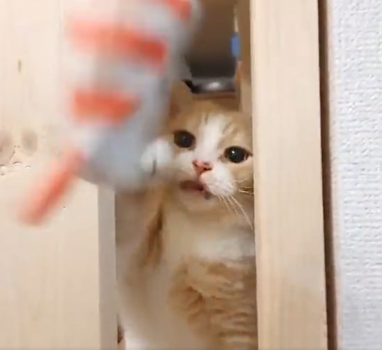 出所：@nekotansoku