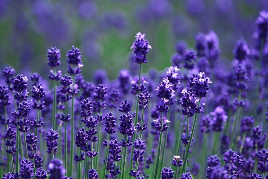 kata716/istockphoto.com