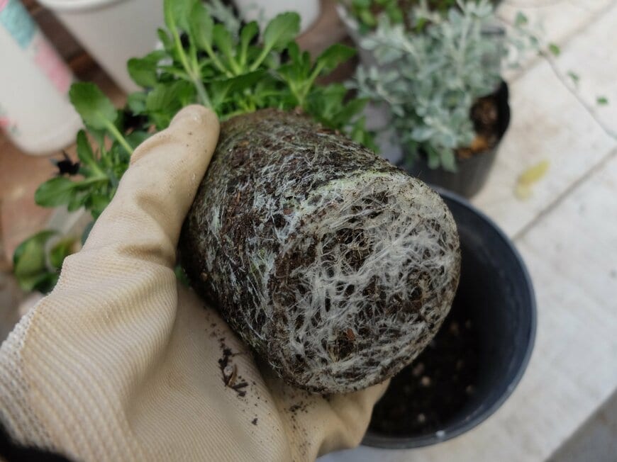 筆者撮影（セリア、ストーン調プランター 4号鉢）