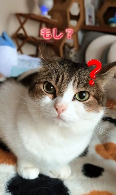 【猫×段ボール】この組み合わせ最強？！箱の中でまったりモードの猫ちゃんが可愛い