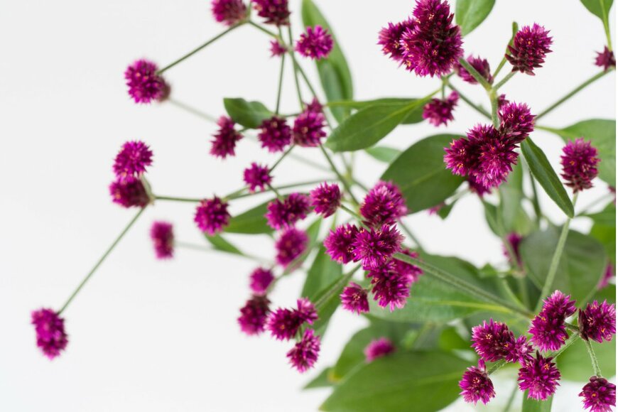 F_studio/shutterstock.com