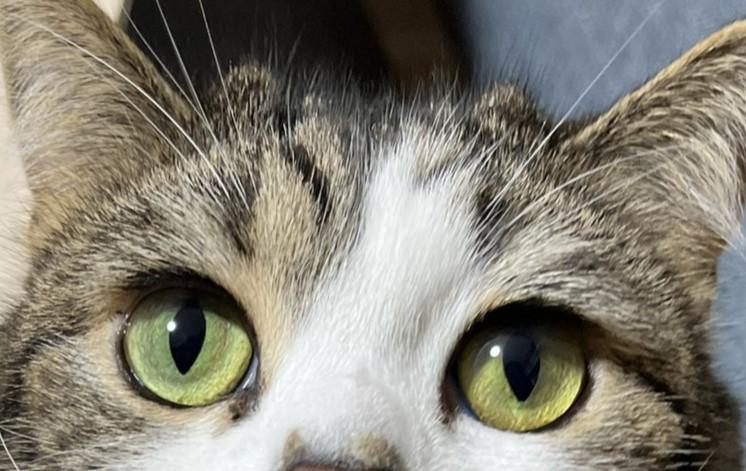 出所：@torotolo106106