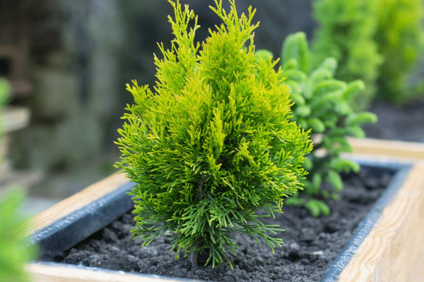 rzoze19/istockphoto.com