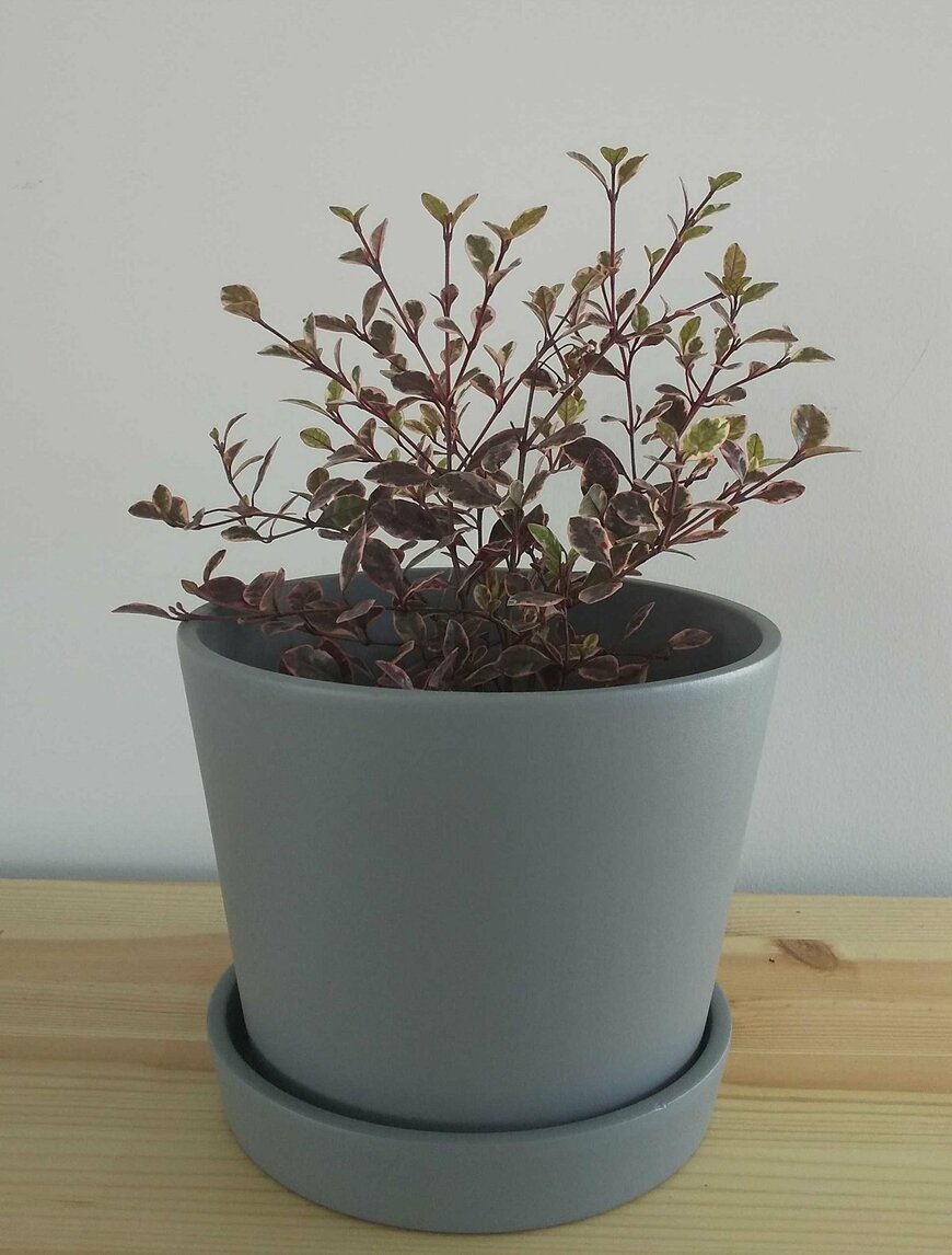 ロフォミルタス マジックドラゴン（LIMO編集部）