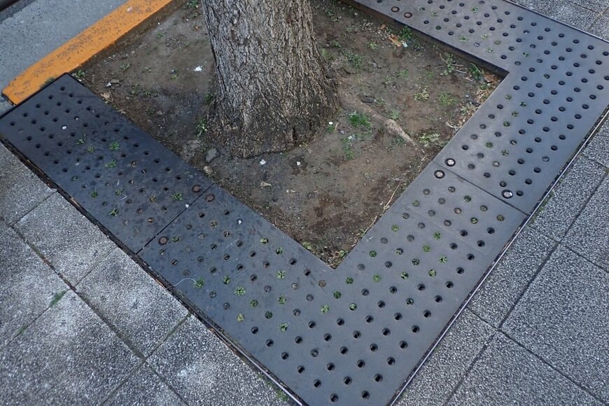 散歩中に発見した「街路樹の下」に広がる世界が話題　小さな草のマンションに「こんなに上手いこと棲み分け居住してるとは」