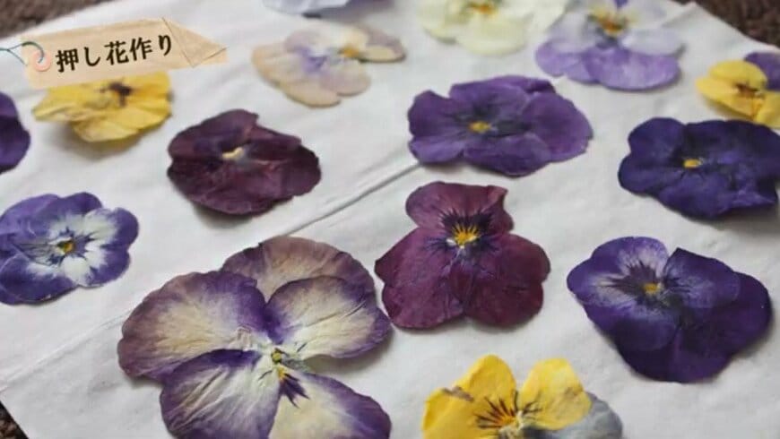 出所：@チェリーガーデン