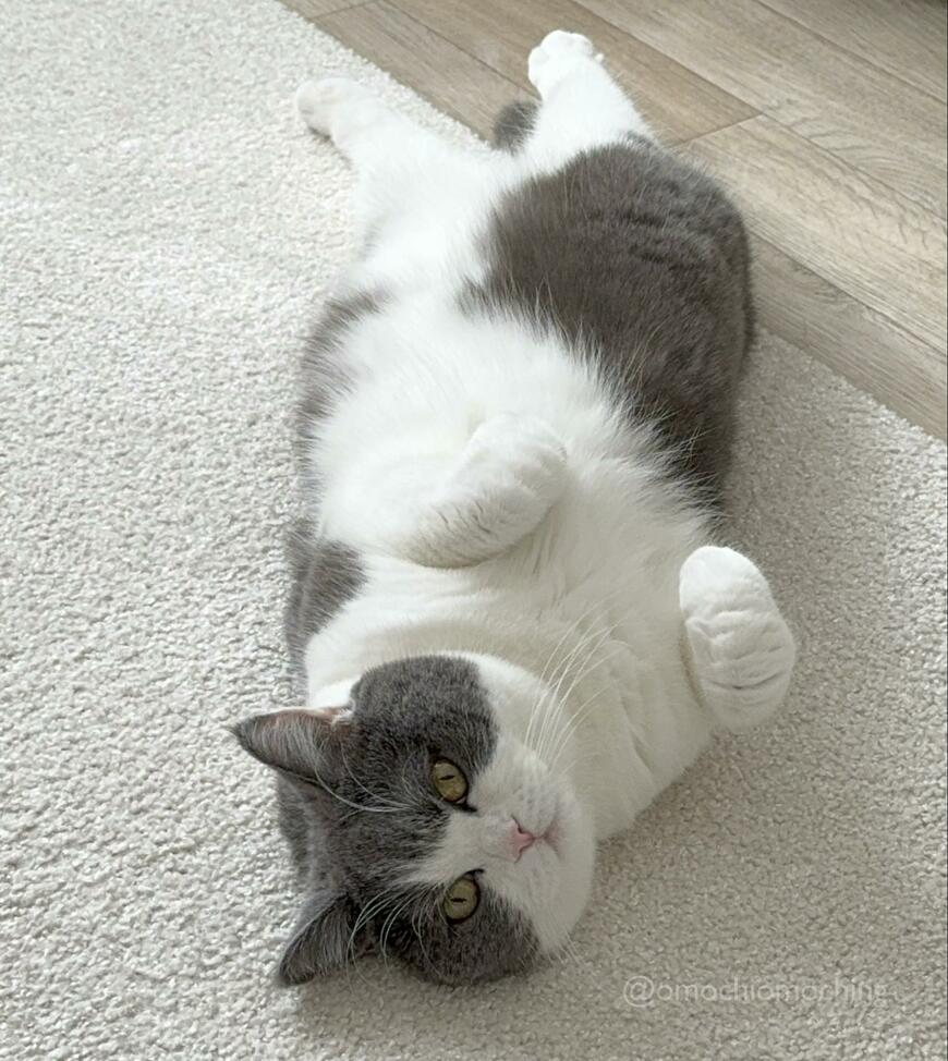 出所：@omochiomoching