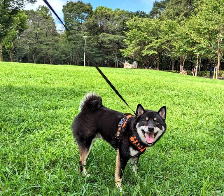 出所：@BLshiba_tensuke