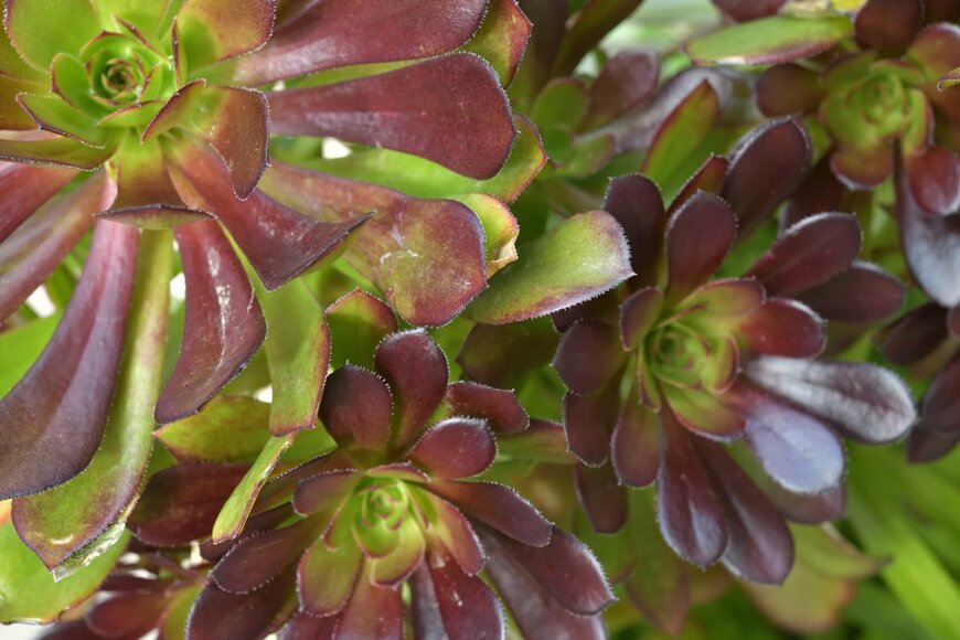 アエオニウム属の多肉植物（yorkie-corgi /Shutterstock.com)