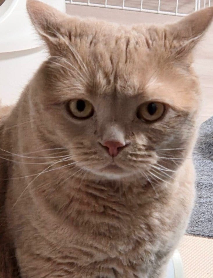 出所：@TsunaIsCat