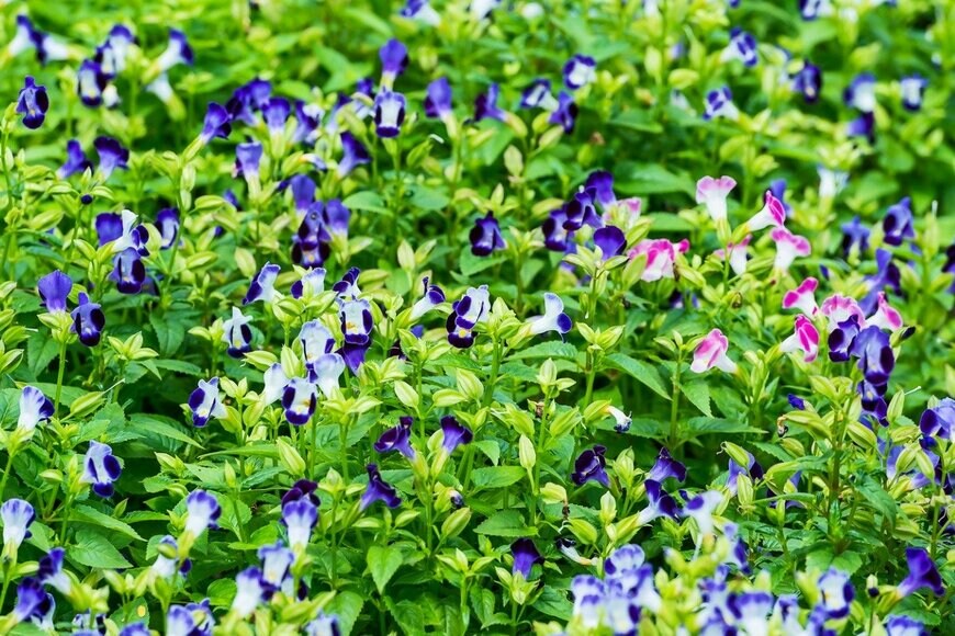 Appfind/istockphoto.com