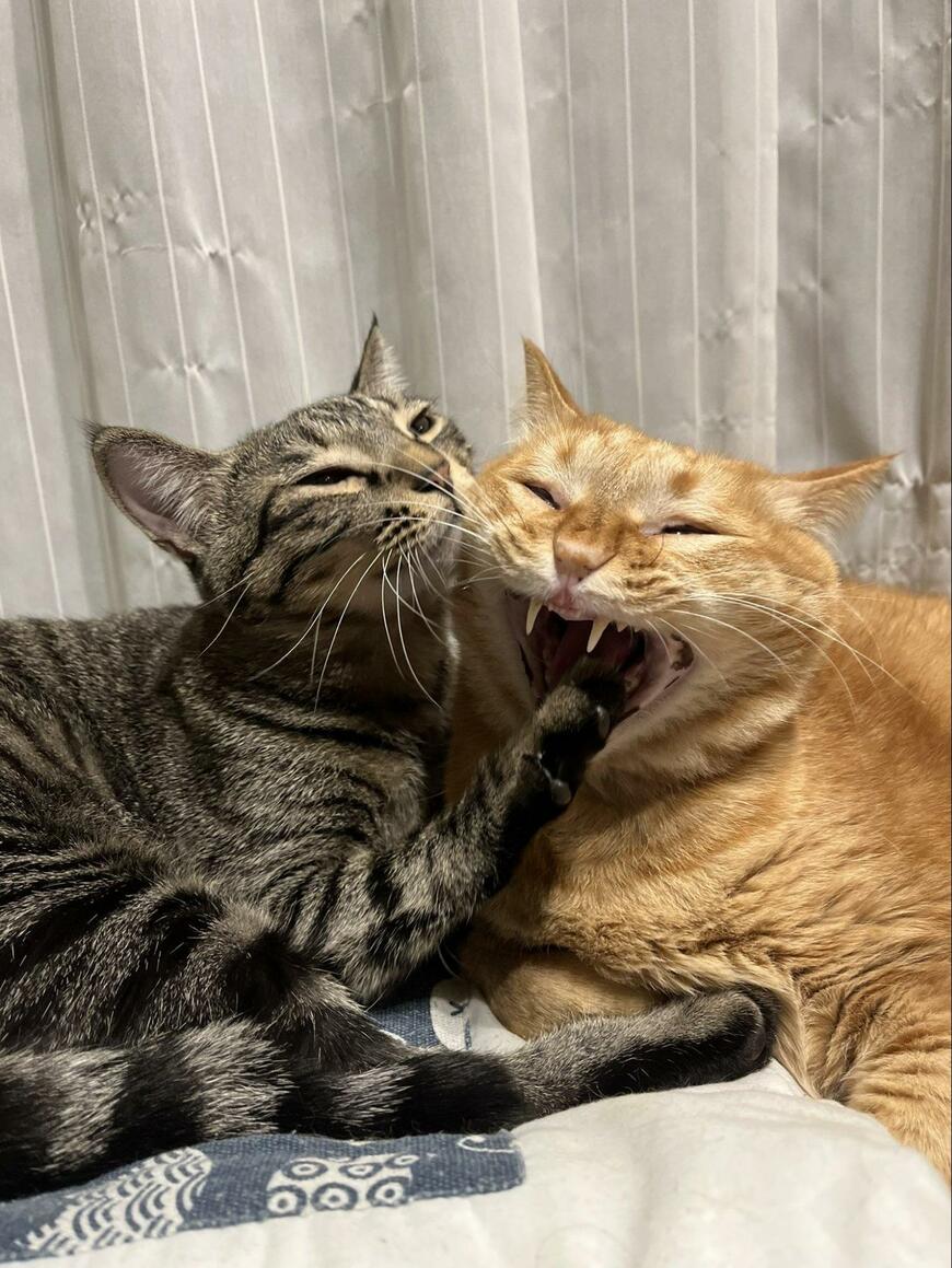 出所：@kagisuzu0531