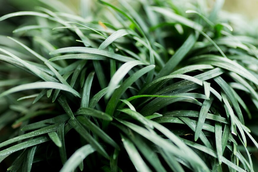 Pradeep Thomas Thundiyil/Shutterstock.com