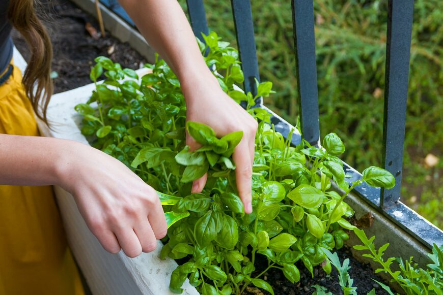 【家庭菜園で育てるハーブおすすめ5選】使いたいときに使えて便利！育てやすく、見た目もオシャレ