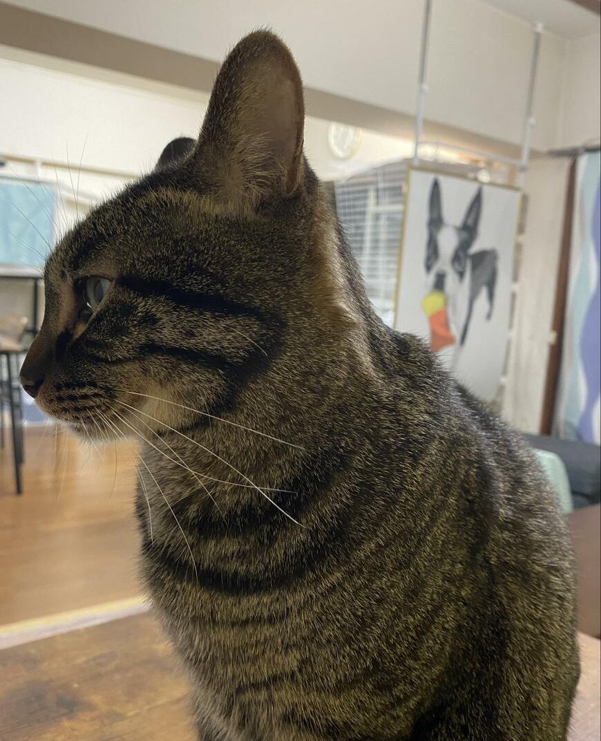 文字が見える猫