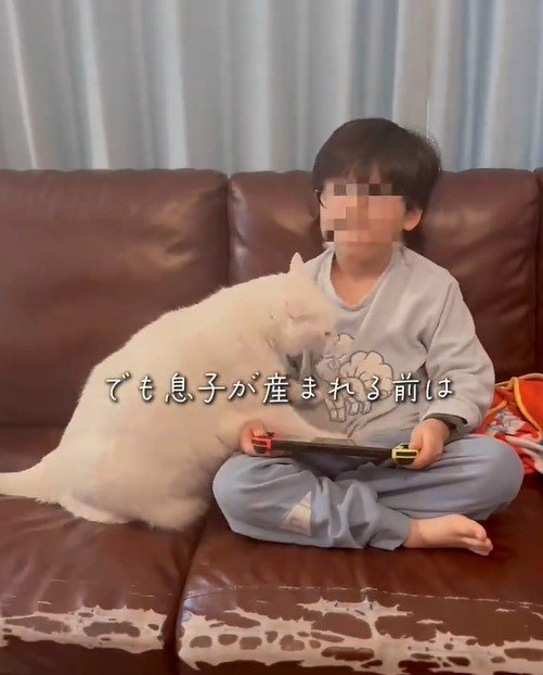 男の子と白猫