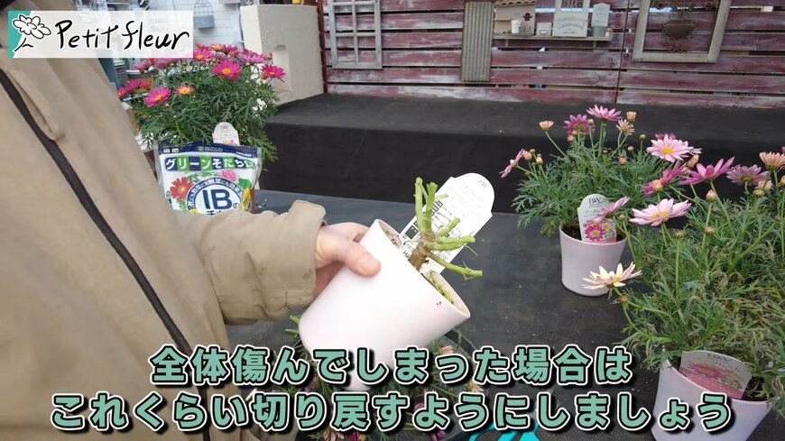 プチ・フルール（@petit_fleur）さん投稿動画のキャプチャ