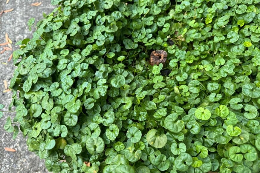 丸い小さな葉を一面に広げているグランドカバープランツ