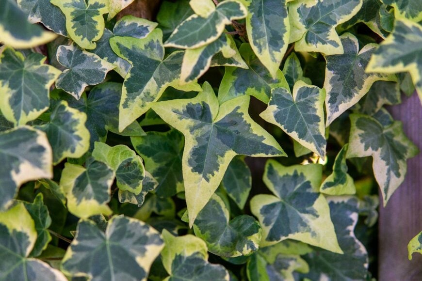 濃い緑色の葉の縁にクリーム色の斑が入った、ヘデラの葉 