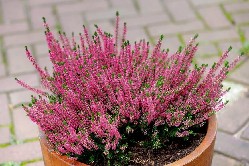 ピンク色の花を咲かせるエリカ