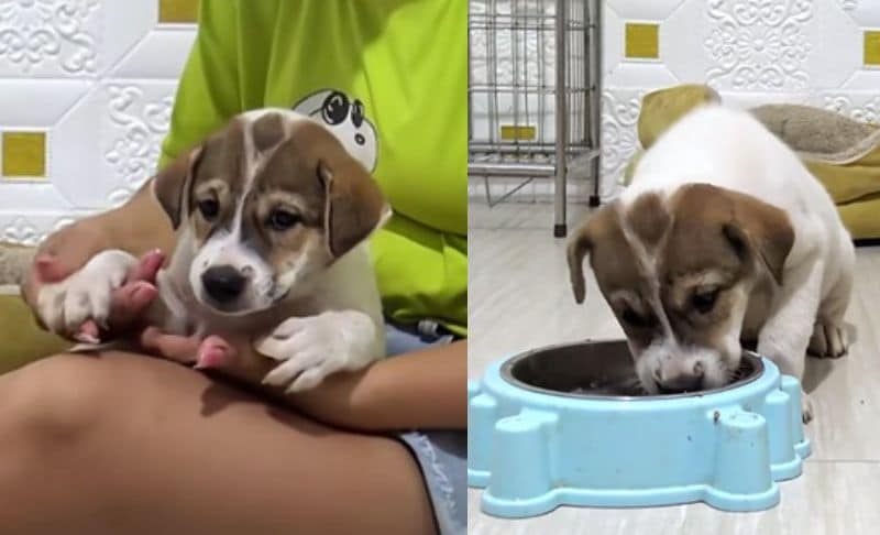出所：<u><a href="https://www.tiktok.com/@rescue.sweet/video/7517669002064203022" target="_blank">@rescue.sweet</a></u>