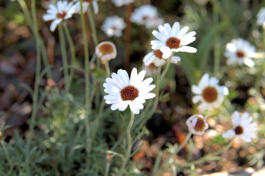 キク科多年草のローダンセマムの白い花が咲いている。花の中央部は茶色。
